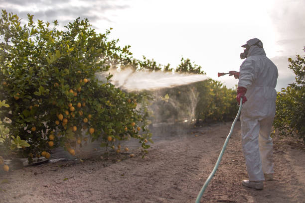 Best Residential Pest Control  in Wake Village, TX