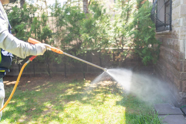 Spider Control Near Me in Wake Village, TX