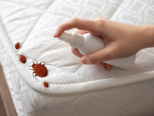 Best Mosquito Control Services  in Wake Village, TX