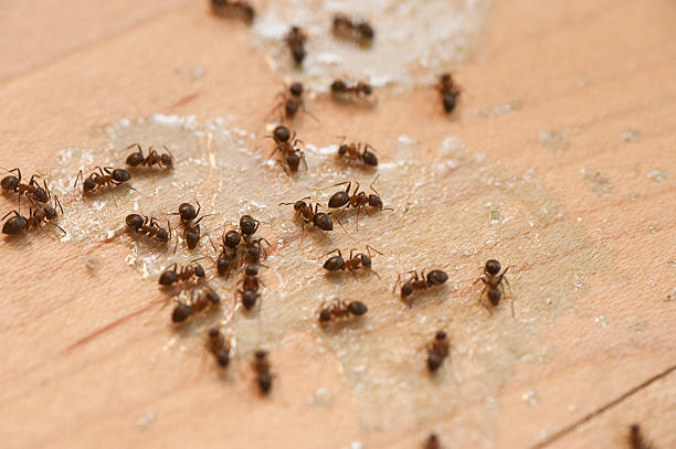Best Termite Control Services  in Wake Village, TX