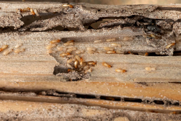 Best Pest Control Near Me in Wake Village, TX